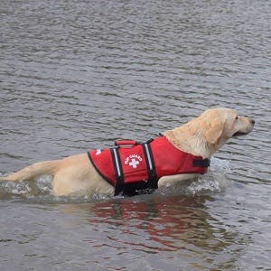 Paws Aboard Dog Life Jacket, Neoprene Dog Life Vest Swimming 