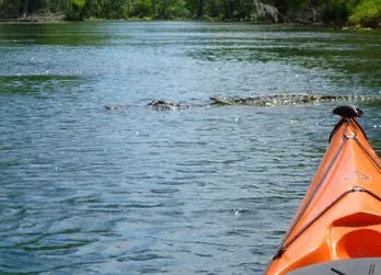 Kayak Fishing With Alligators
