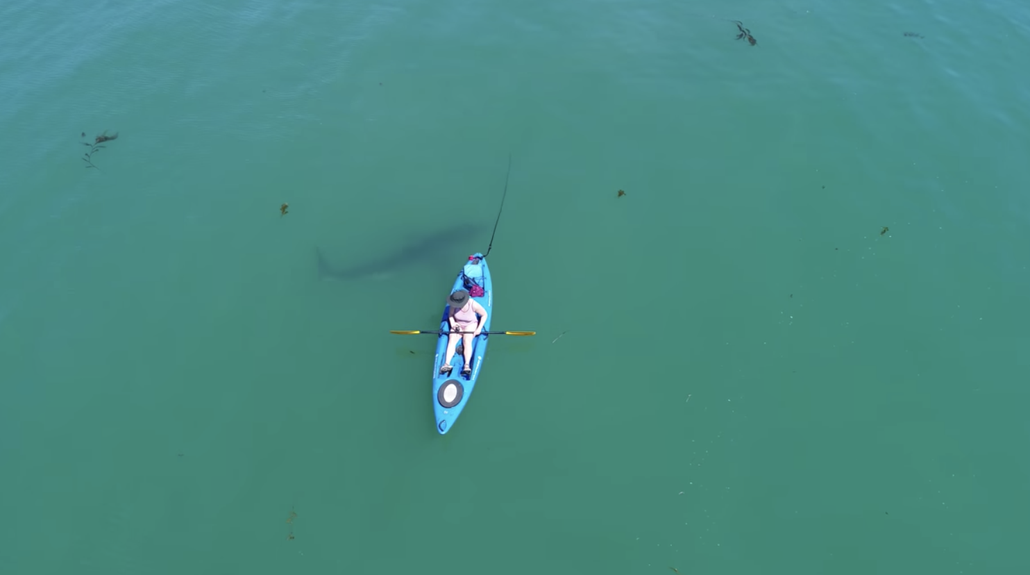 Will Sharks Attack a Kayak If It's in the Water?