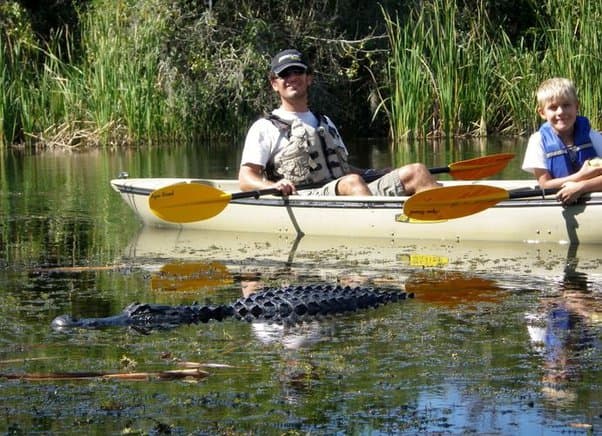 Alligator Encounter: How to Stay Safe on the Water