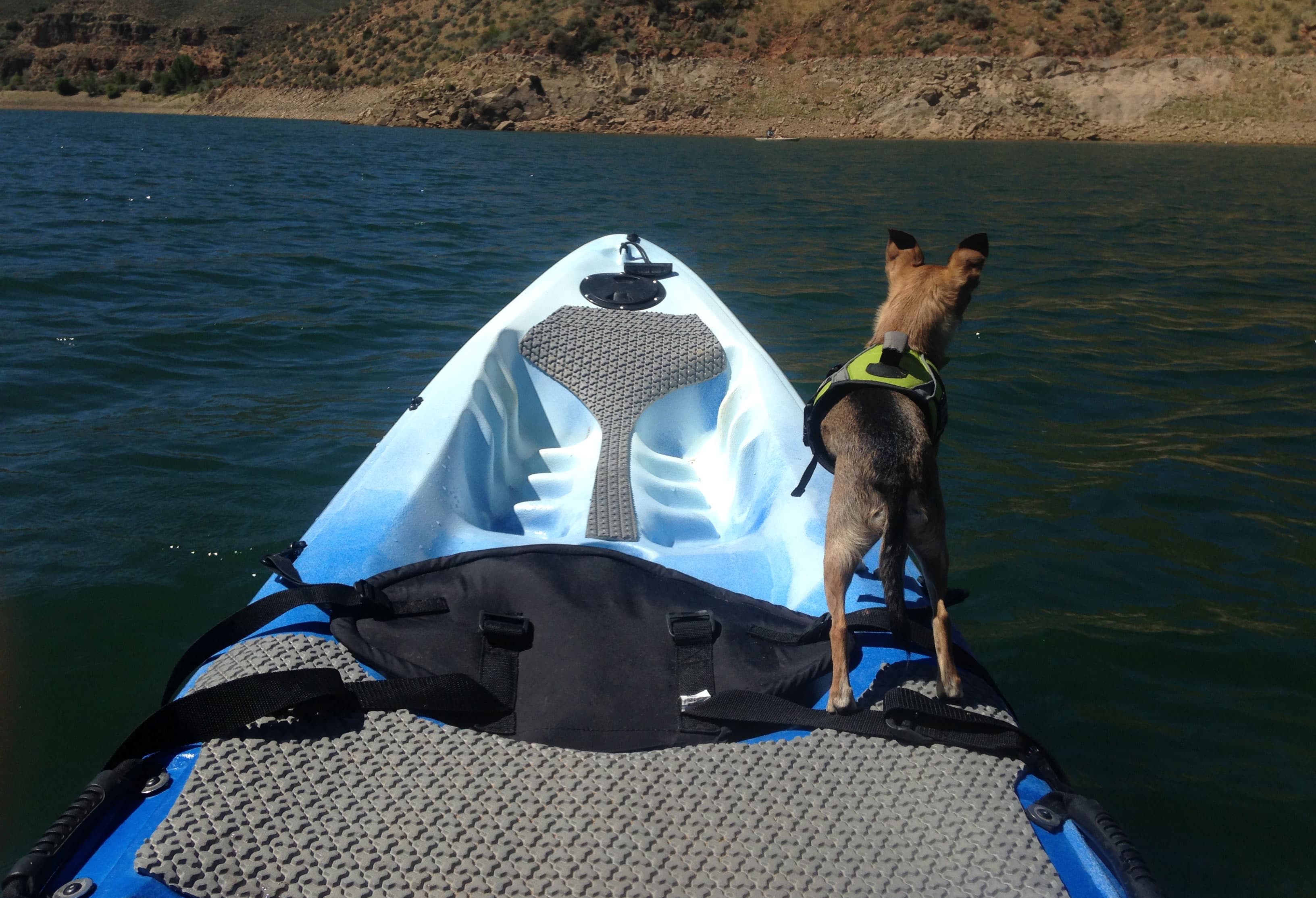 Kayak Dog Platforms Adventure Companion for Your Pup