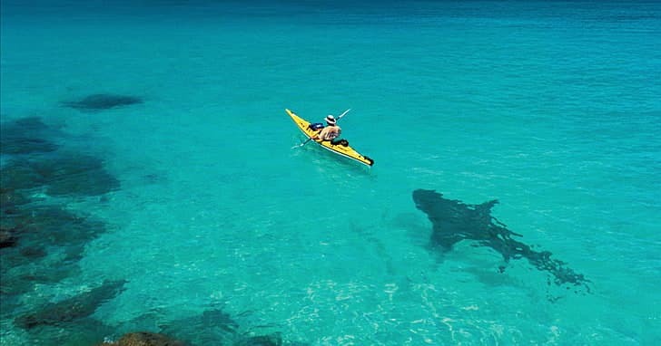 Surviving Sharks While Kayaking: Essential Safety Tips
