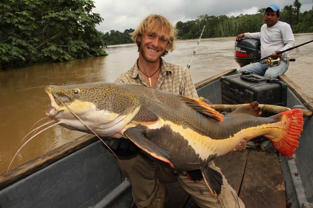 massive catfish