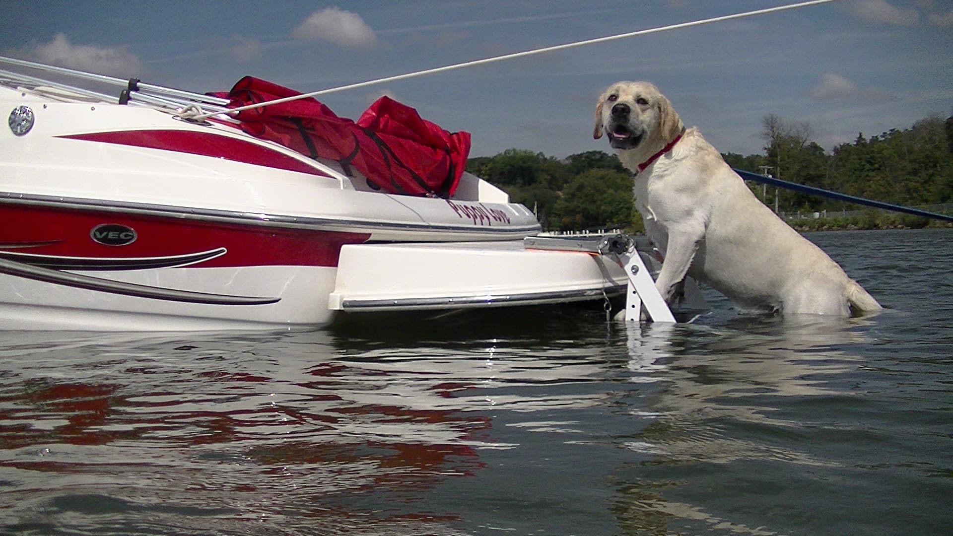 Kayak Dog Platforms Adventure Companion for Your Pup