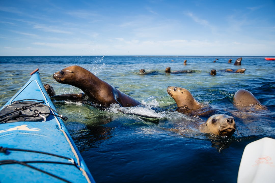 Do Sea Lions Attack kayaks?