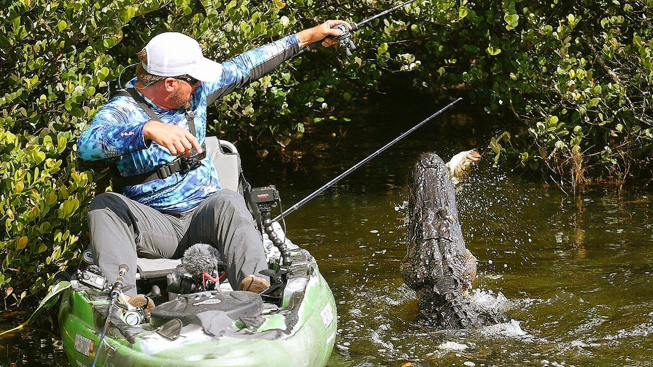 During Alligator Mating Season