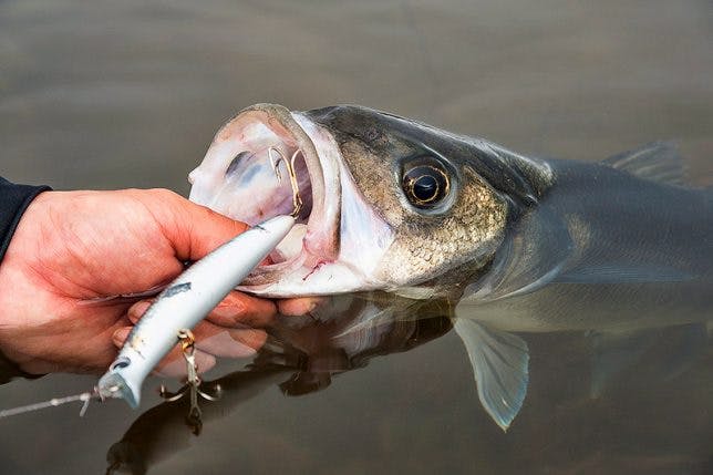 Imitate bait fish with trolling methods