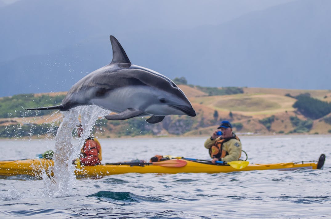 Kayak With Dolphins
