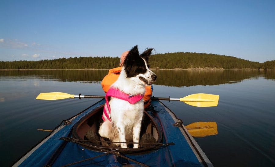 Kayaks with Dogs