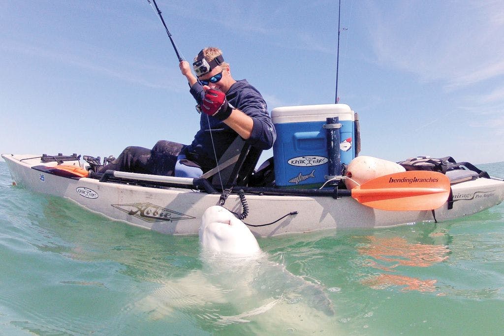 Kayaks: Are They at Risk from Great White Sharks?