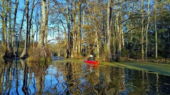 Merchants Millpond – Gatesville Kayaking