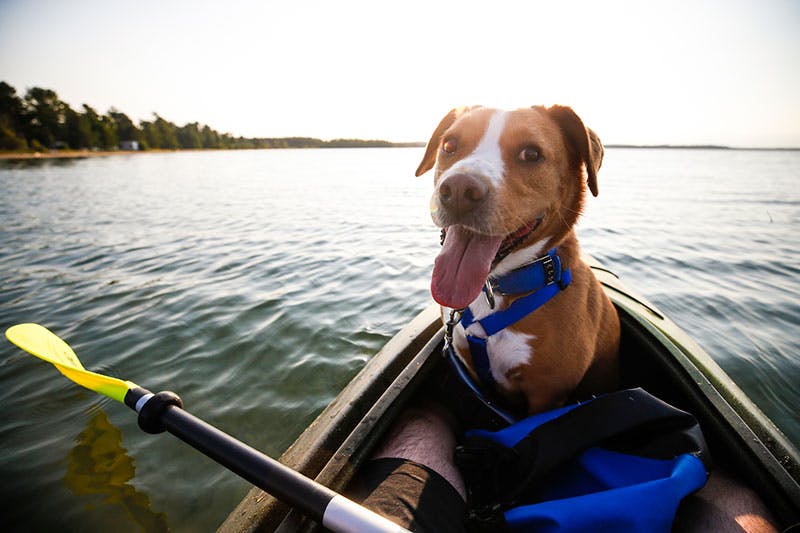 Safely Kayak with Your Dog