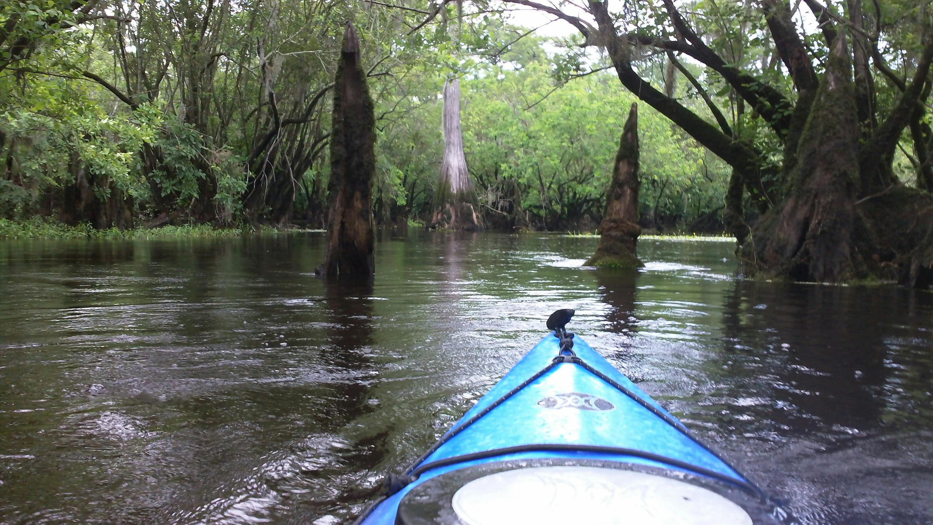 Three Sisters Swamp – Atkinson Kayaking