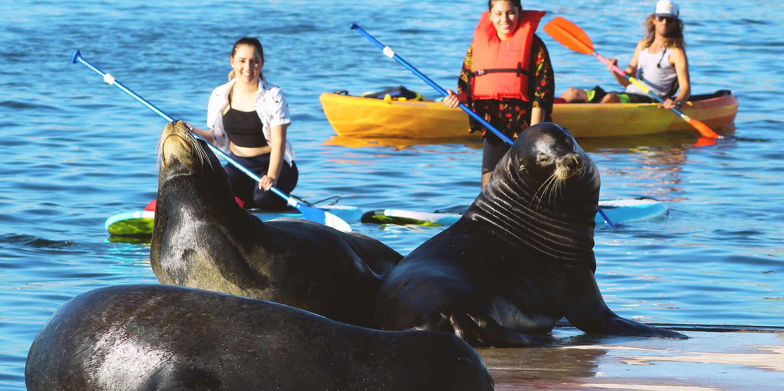What About Kayaks, Do Sea Lions Attack kayaks?