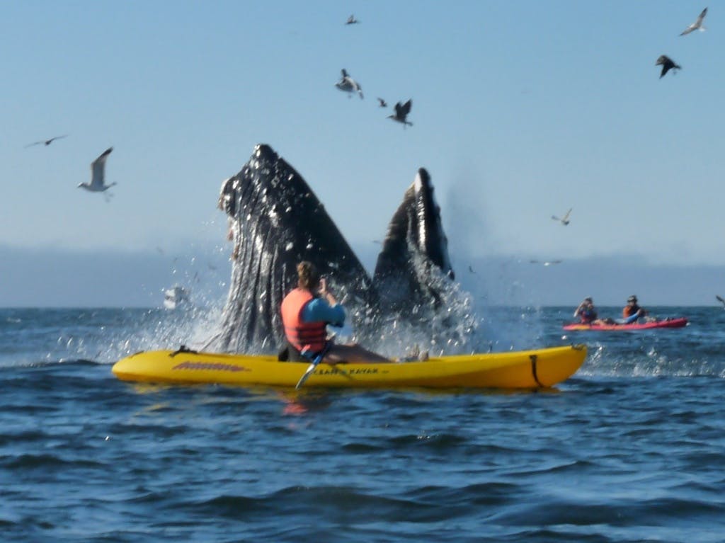 kayaker and whale