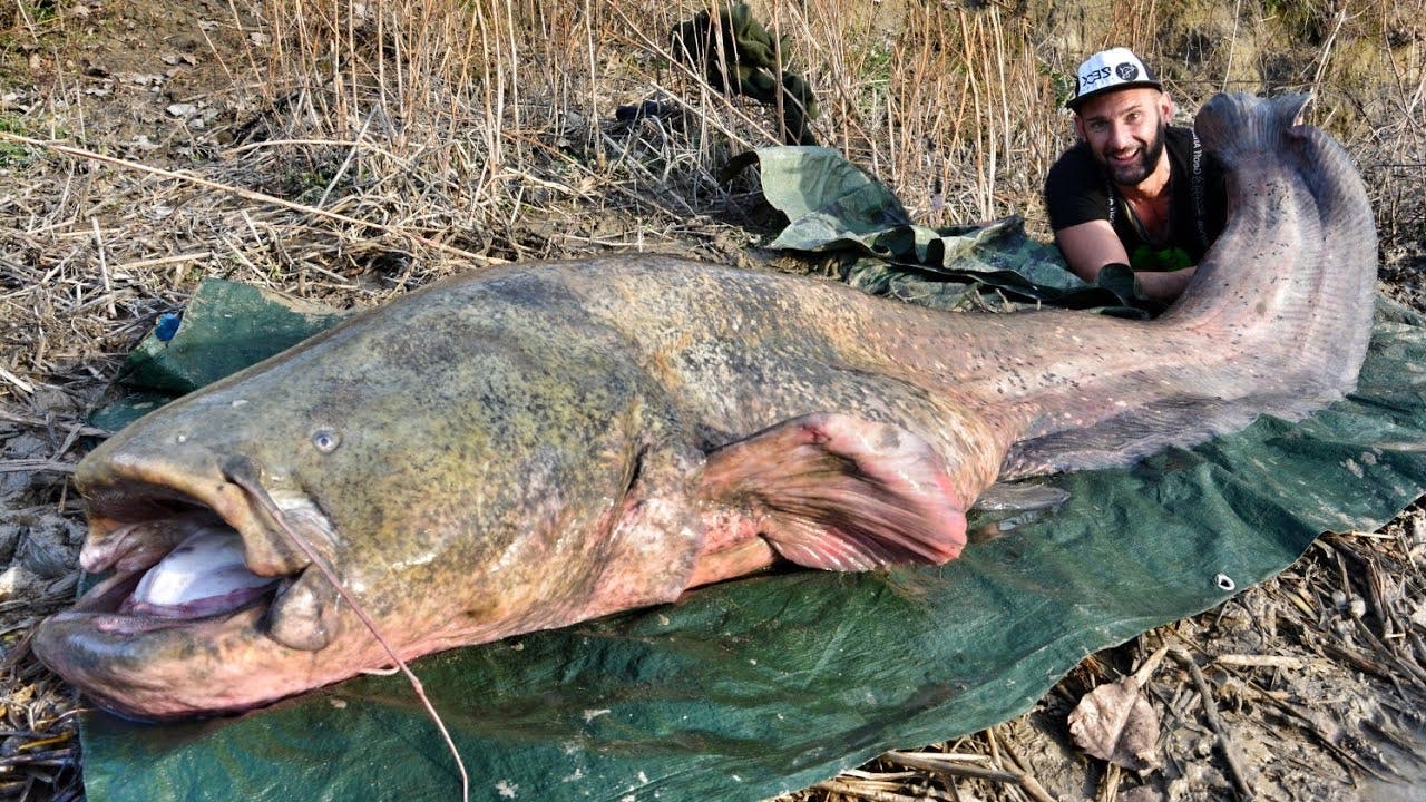 massive catfish