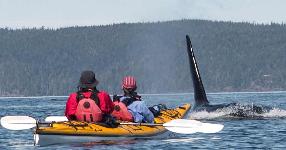 sea kayaker and a whale